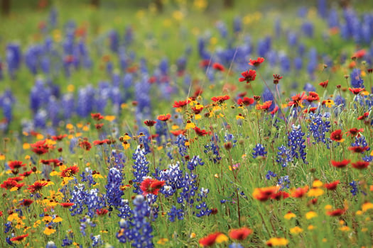 Texas Wildflowers at BRIT