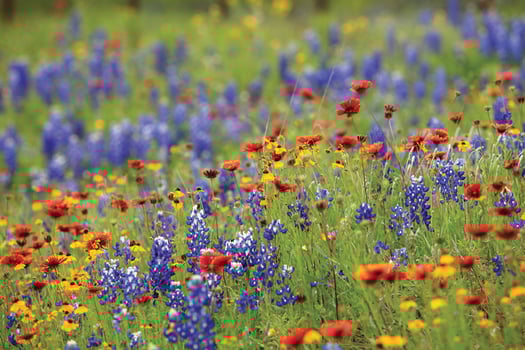 Wildflowers – Field Studies Council